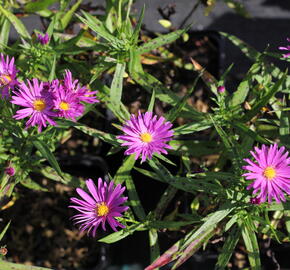 Hvězdnice keříčkovitá 'Island Tonga' - Aster dumosus 'Island Tonga'