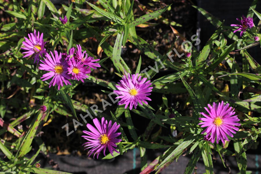 Hvězdnice keříčkovitá 'Island Tonga' - Aster dumosus 'Island Tonga'