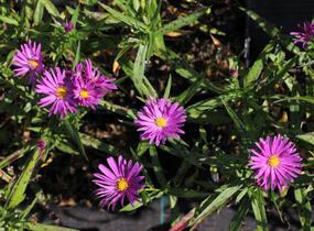 Hvězdnice keříčkovitá 'Island Tonga' - Aster dumosus 'Island Tonga'