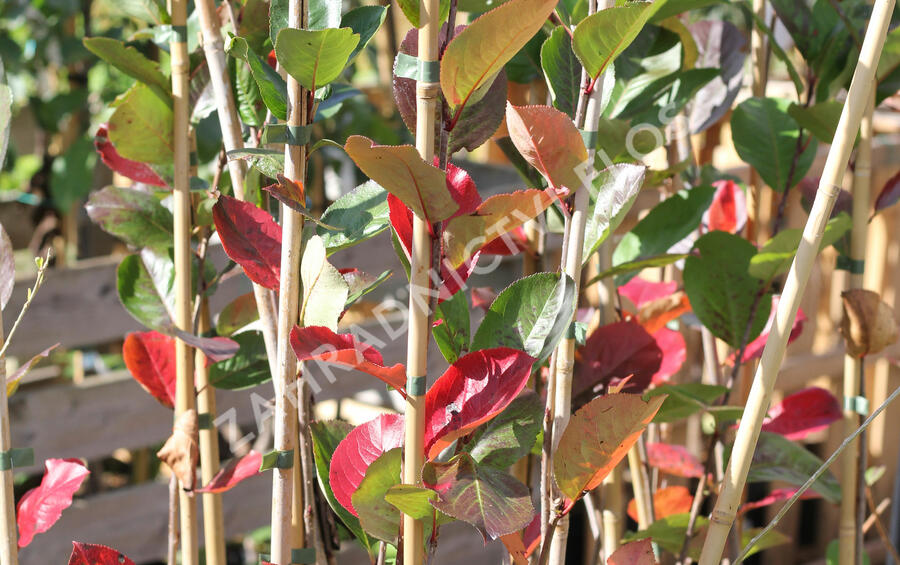 Temnoplodec černoplodý 'Nero' - Aronia melanocarpa 'Nero'