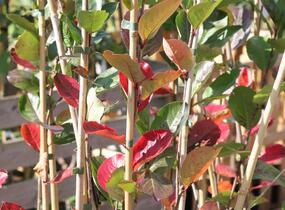 Temnoplodec, arónie černoplodá 'Nero' - Aronia melanocarpa 'Nero'