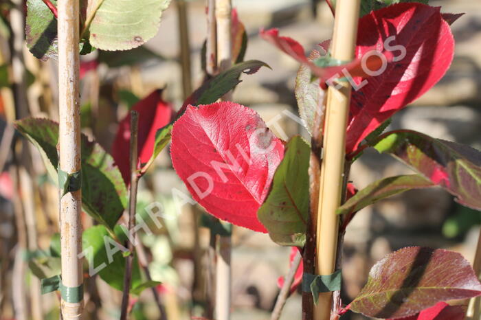 Temnoplodec černoplodý 'Nero' - Aronia melanocarpa 'Nero'