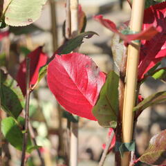 Temnoplodec černoplodý 'Nero' - Aronia melanocarpa 'Nero'