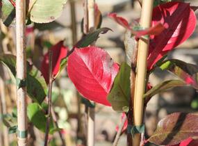 Temnoplodec, arónie černoplodá 'Nero' - Aronia melanocarpa 'Nero'