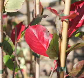 Temnoplodec černoplodý 'Nero' - Aronia melanocarpa 'Nero'