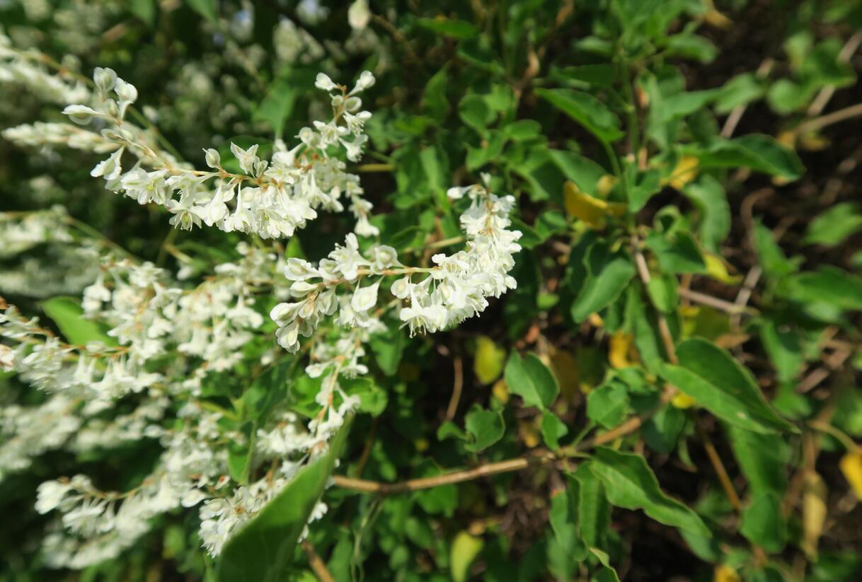Opletka, rdesno Aubertovo - Fallopia aubertii