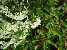 Opletka, rdesno Aubertovo - Fallopia aubertii