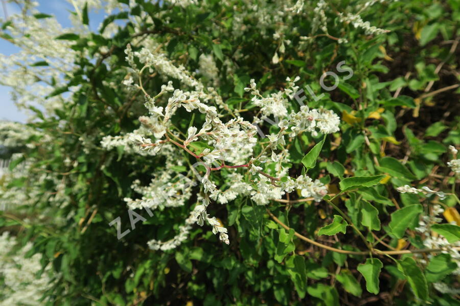 Opletka, rdesno Aubertovo - Fallopia aubertii