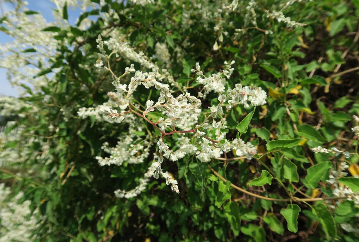 Opletka, rdesno Aubertovo - Fallopia aubertii