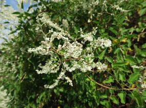 Opletka, rdesno Aubertovo - Fallopia aubertii