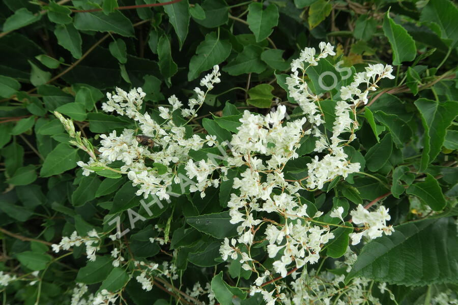 Opletka, rdesno Aubertovo - Fallopia aubertii