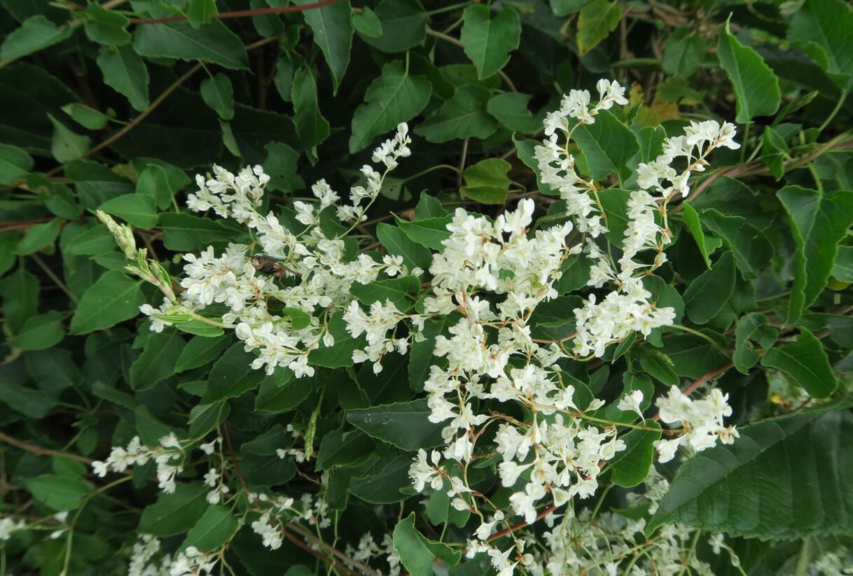 Opletka, rdesno Aubertovo - Fallopia aubertii