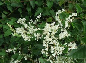 Opletka, rdesno Aubertovo - Fallopia aubertii