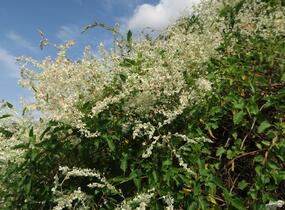 Opletka, rdesno Aubertovo - Fallopia aubertii