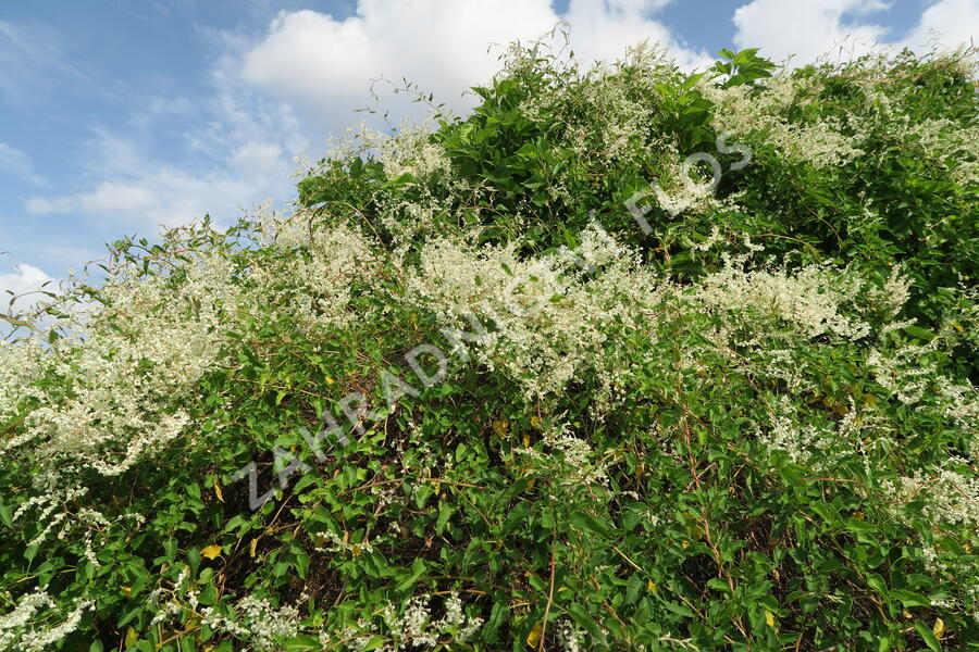Opletka, rdesno Aubertovo - Fallopia aubertii