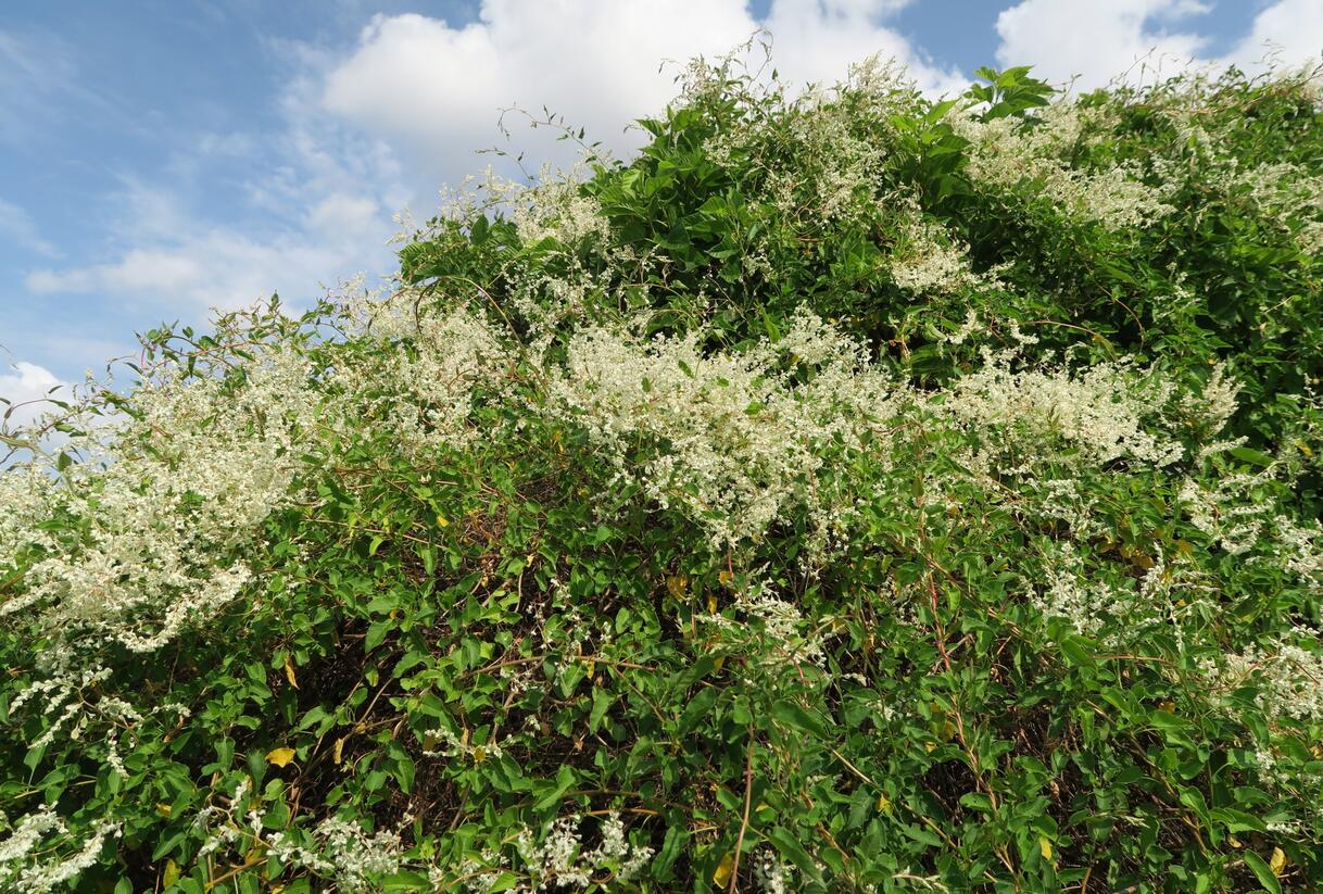 Opletka, rdesno Aubertovo - Fallopia aubertii