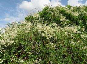 Opletka, rdesno Aubertovo - Fallopia aubertii