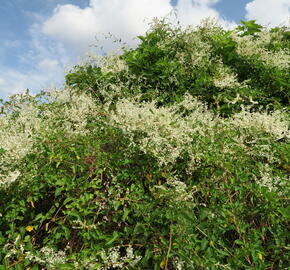 Opletka, rdesno Aubertovo - Fallopia aubertii