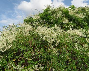 Opletka, rdesno Aubertovo