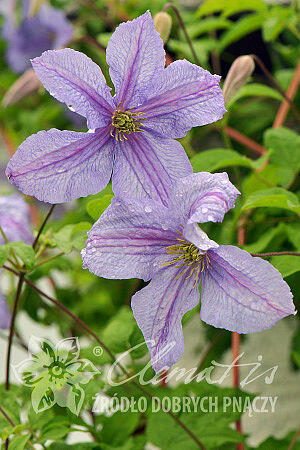 Plamének vlašský 'Emilia Plater' - Clematis viticella 'Emilia Plater'