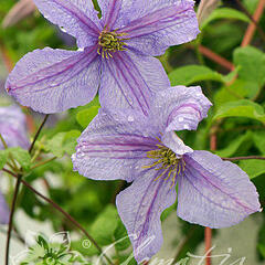 Plamének vlašský 'Emilia Plater' - Clematis viticella 'Emilia Plater'