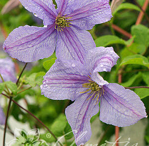 Plamének vlašský 'Emilia Plater'