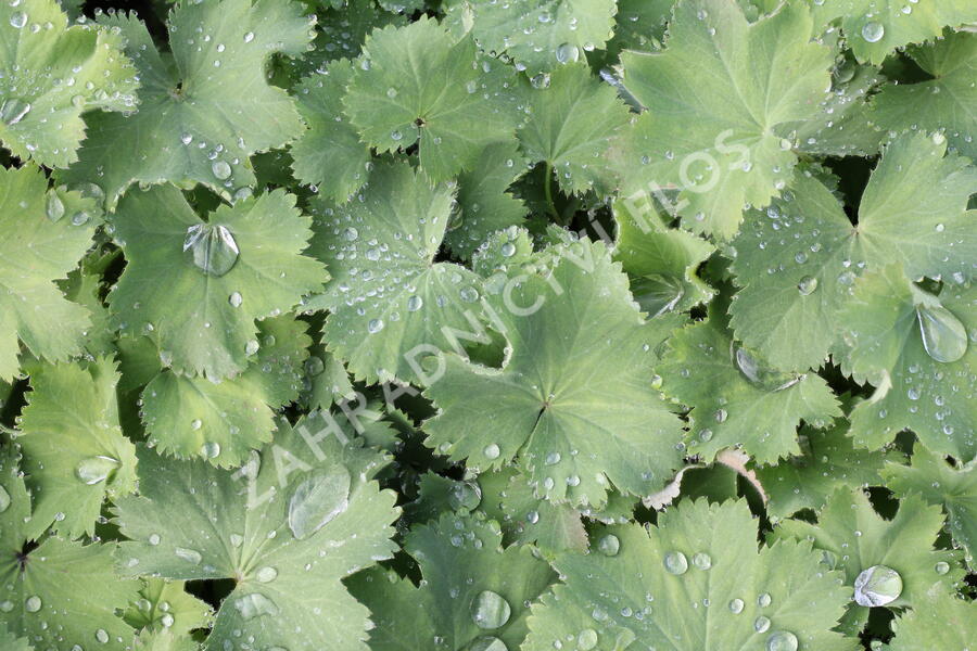 Kontryhel měkký 'Thriller' - Alchemilla mollis 'Thriller'