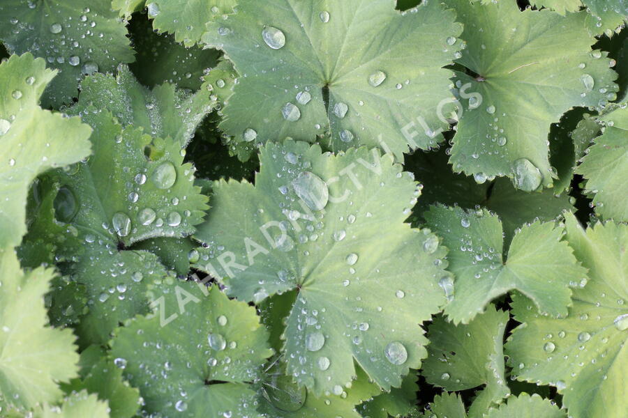 Kontryhel měkký 'Thriller' - Alchemilla mollis 'Thriller'