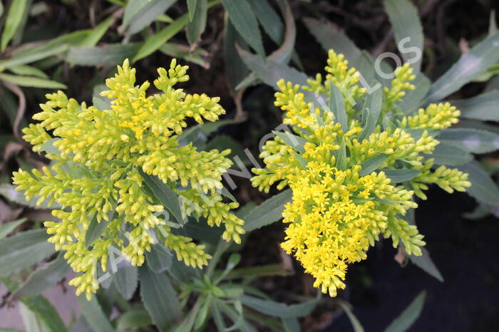 Zlatobýl 'Laurin' - Solidago 'Laurin'
