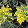 Zlatobýl 'Laurin' - Solidago 'Laurin'