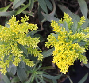 Zlatobýl 'Laurin' - Solidago 'Laurin'