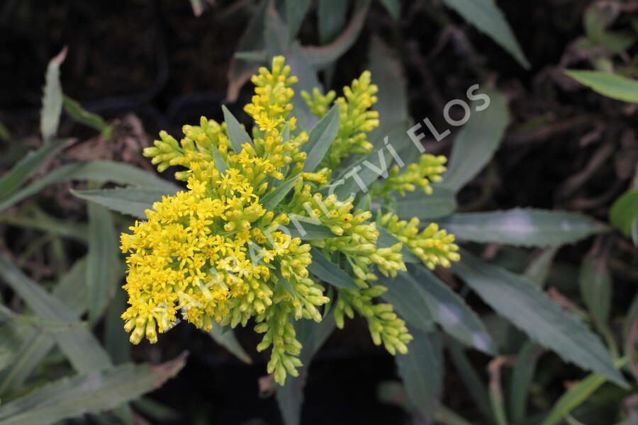 Zlatobýl 'Laurin' - Solidago 'Laurin'