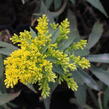 Zlatobýl 'Laurin' - Solidago 'Laurin'