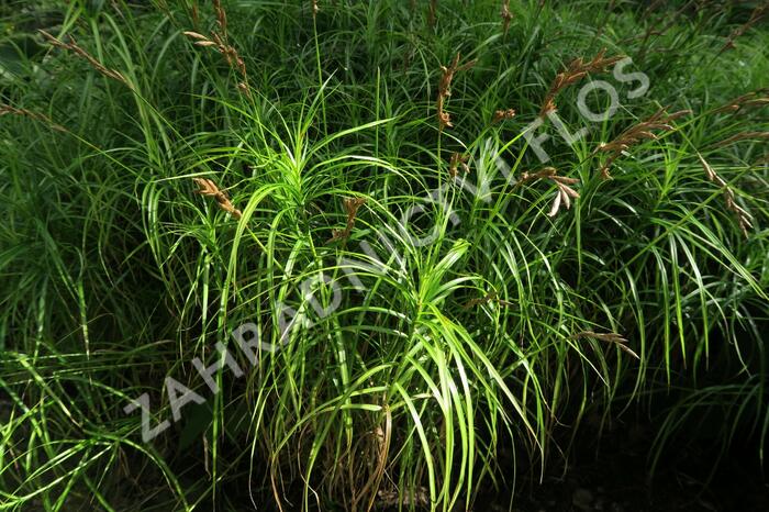 Ostřice muskingumská - Carex muskingumensis