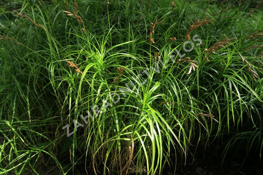Ostřice muskingumská - Carex muskingumensis