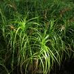 Ostřice muskingumská - Carex muskingumensis