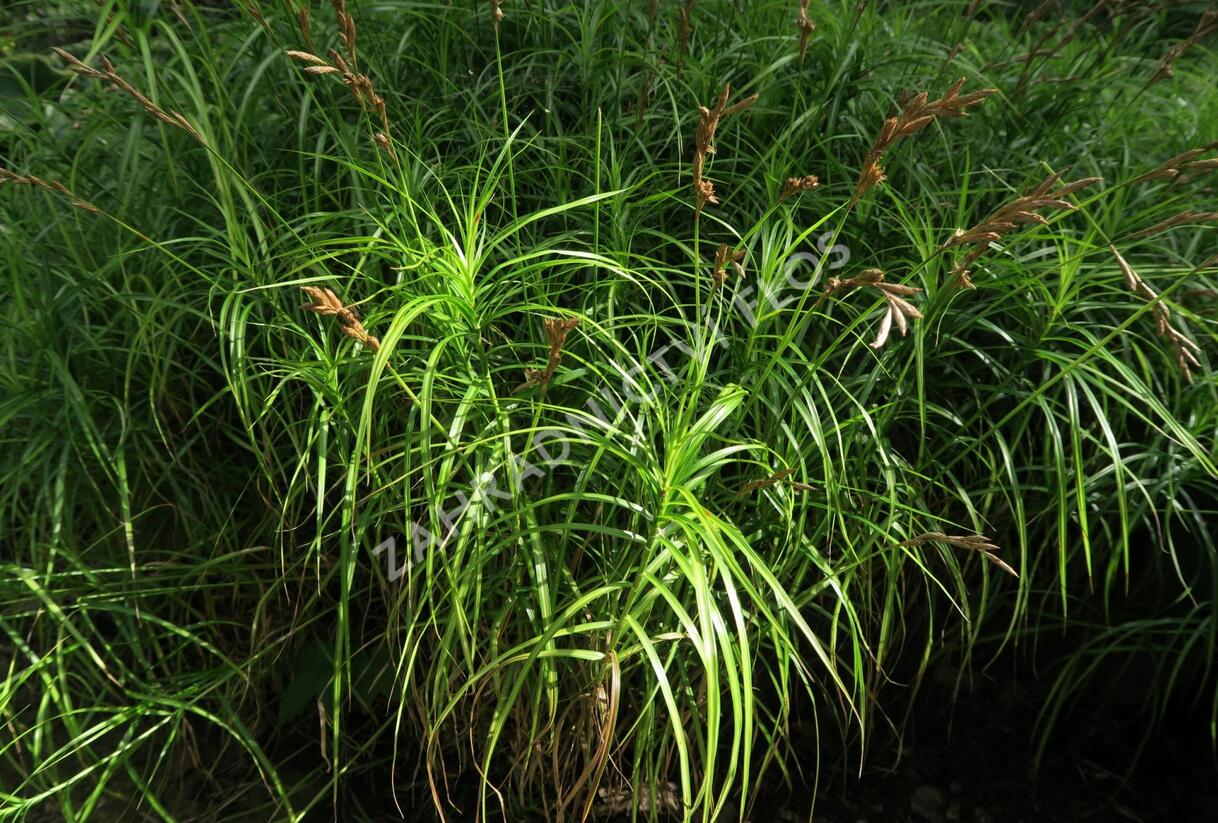 Ostřice muskingumská - Carex muskingumensis