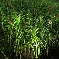 Ostřice muskingumská - Carex muskingumensis