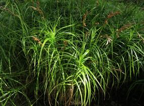 Ostřice muskingumská - Carex muskingumensis