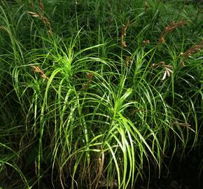 Ostřice muskingumská - Carex muskingumensis