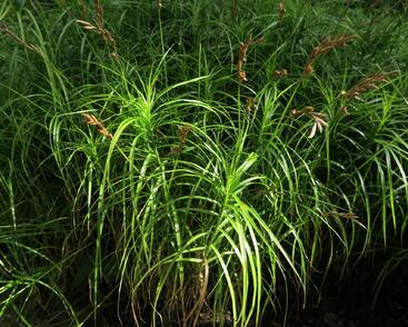 Ostřice muskingumská