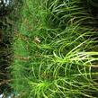 Ostřice muskingumská - Carex muskingumensis