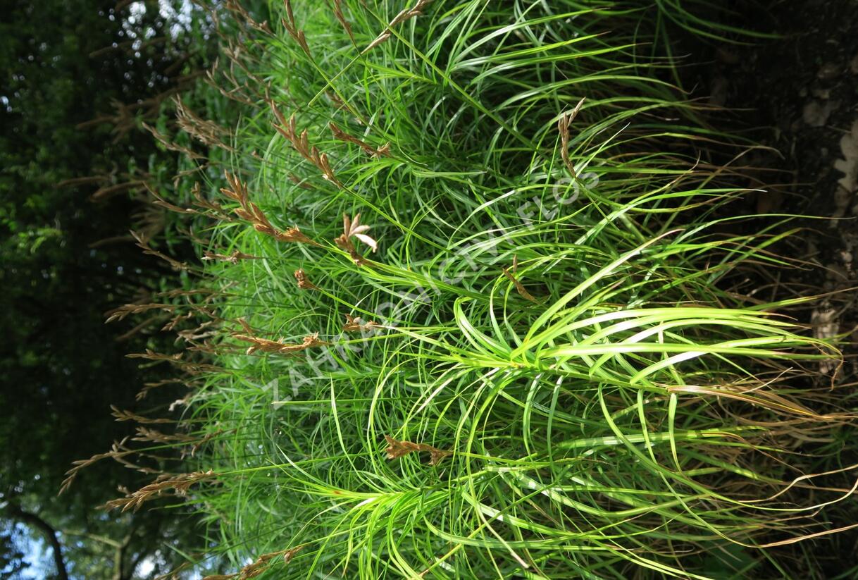 Ostřice muskingumská - Carex muskingumensis