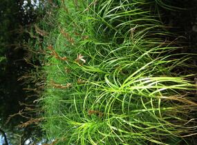 Ostřice muskingumská - Carex muskingumensis