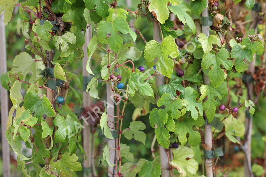 Révovník žláznatý krátkostopečný 'Elegans' - Ampelopsis glandulosa 'Elegans'