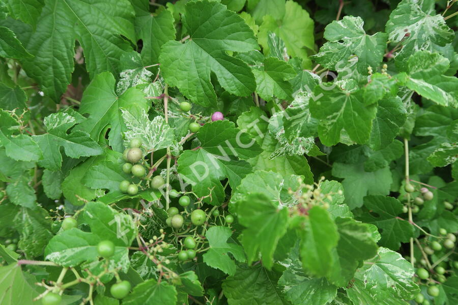 Révovník žláznatý krátkostopečný 'Elegans' - Ampelopsis glandulosa 'Elegans'