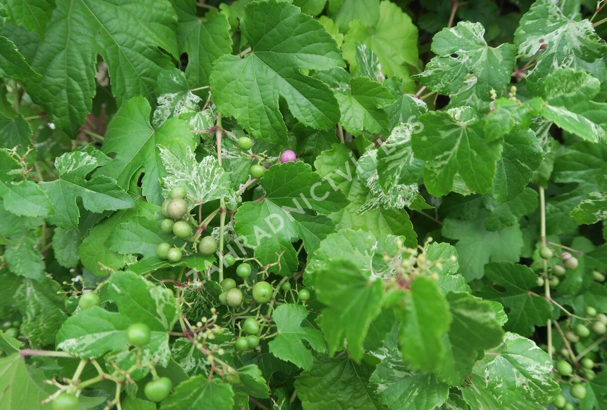 Révovník žláznatý krátkostopečný 'Elegans' - Ampelopsis glandulosa 'Elegans'