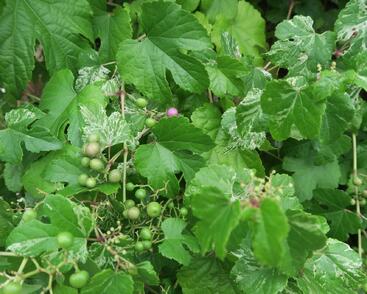 Révovník žláznatý krátkostopečný 'Elegans'