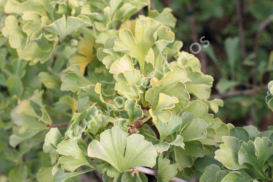 Jinan dvoulaločný 'Mariken' - Ginkgo biloba 'Mariken'