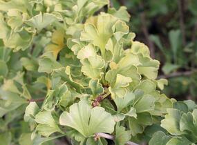 Jinan dvoulaločný 'Mariken' - Ginkgo biloba 'Mariken'